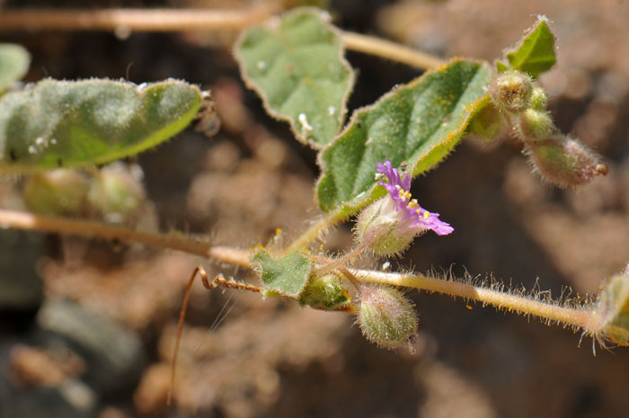 Allionia choisyi, Annual Windmills